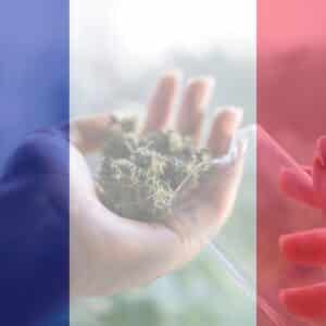Lire la suite à propos de l’article La France s’apprête à commencer la culture du cannabis médical