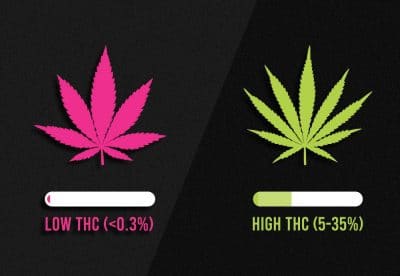 Lire la suite à propos de l’article Cannabis Man vend-il de la marijuana contenant du THC ou du CBD?